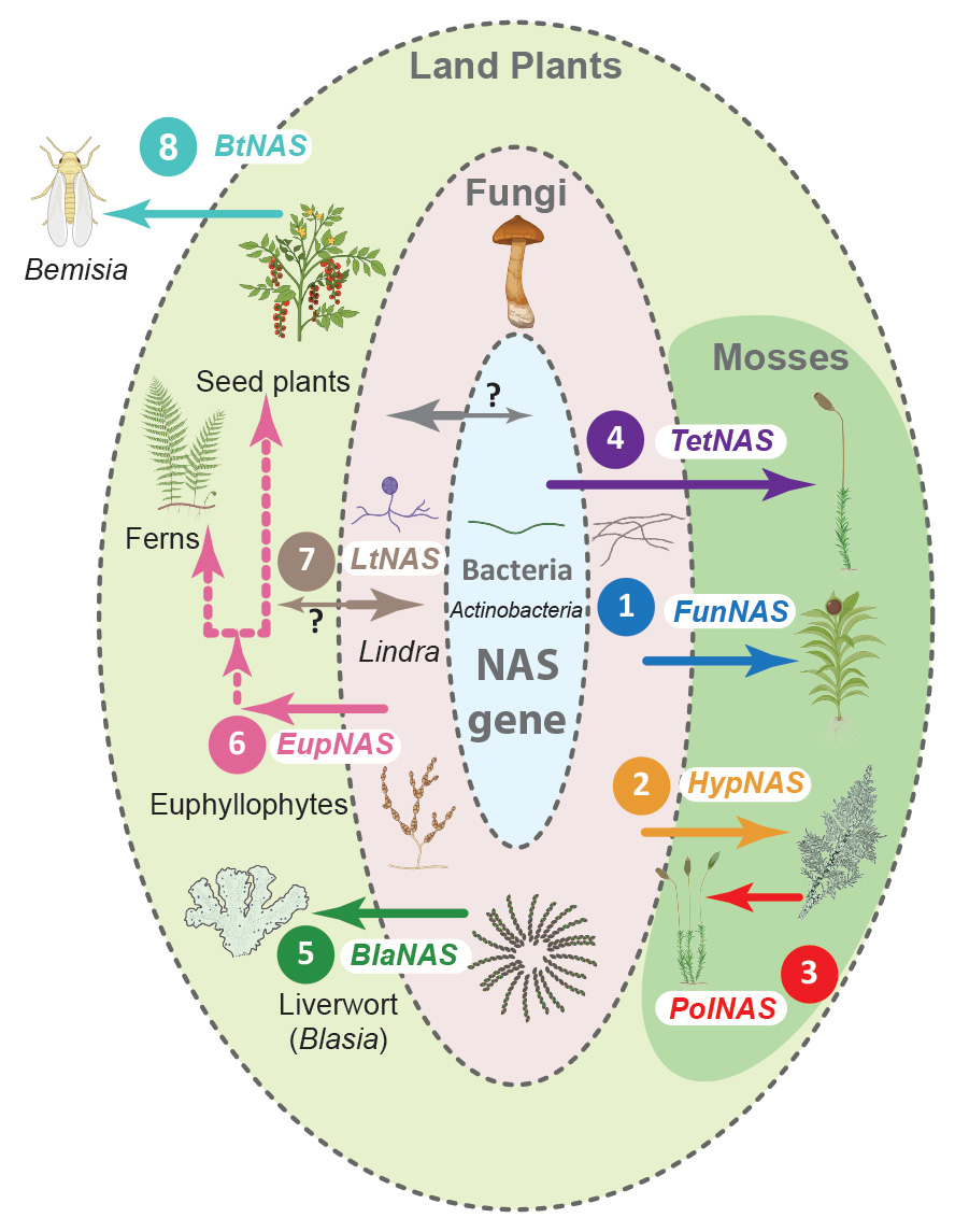 Summary of horizontal transfer of the NAS gene