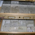 2_dry_storage_insects_closeup2