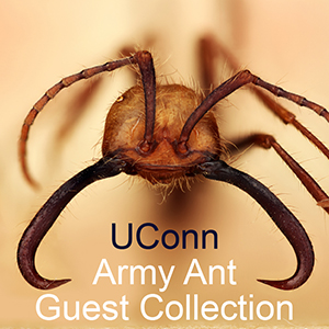Linked to Army Ant Guest Collection Facebook page
