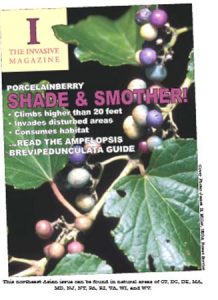 Imaginary magazine cover of "The Invasive Magazine" with cover image of porcelainberry