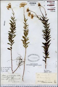 Herbarium specimen of Aster nemoralis, a rare species