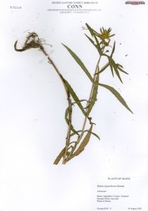 Image of a pressed plant on an herbarium sheet.