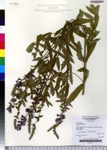 Herbarium specimen of purple loosestrife
