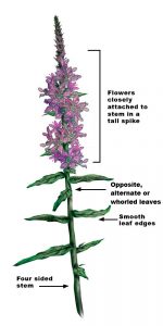 Enhanced image of Purple Loosestrife stem and flowers showing flower arrangement in a spike, opposite, alternate, or whorled leaves, and square stem.