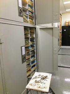 Open herbarium cabinet full of specimens