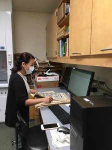 Vandana Gurung processing herbarium specimens