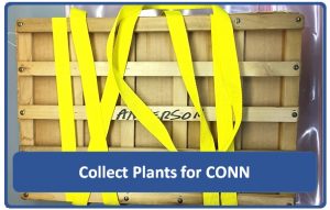 Photo of a plant press with bright yellow straps and letters on one of the wooden slats printed in black felt marker that reads A, N, R, S, O, N. There is text in front of the press that says Collect Plants for Conn in white text on a dark blue background.